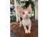 PoulaTo: γατάκια Devon Rex