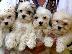 PoulaTo: Havanese puppies - Χαβανέζ κουτάβια