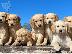 PoulaTo: Πωλείται κουτάβι Golden Retriever