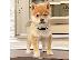 PoulaTo: Αξιολάτρευτα κουτάβια Shiba Inu