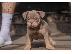 PoulaTo: Πωλείται American Bulldog