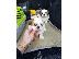 PoulaTo: Shih Tzu