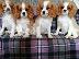 PoulaTo: Cavalier King Charles Spaniel