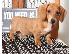 PoulaTo: Dachshund κουτάβια προς πώληση