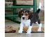 PoulaTo: Πολύ γλυκά γοητευτικά κουτάβια Beagle