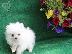 PoulaTo: Σπιτς μινι / pomeranian mini