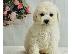 PoulaTo: Teacup Poodle κουτάβια