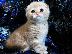 PoulaTo: Purebreed Scottish fold γατάκια