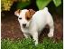 PoulaTo: Χαριτωμένα κουτάβια Jack Russell