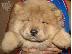 PoulaTo: έχουμε μια όμορφη στρωμνή kc chow chow chow chow