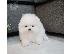 PoulaTo: Καταπληκτικά κουτάβια από Pomeranian!