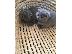 PoulaTo: Εκπληκτικό Scottish Fold Tica Kitten Ready