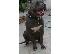 PoulaTo: pitbull blue xl