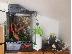 PoulaTo: Crested Gecko - terrarium