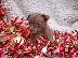 PoulaTo: 2 Όμορφη Lilac / Choc Ομαλή Coat Τσιουάουα Pups ΓΙΑ XMASS