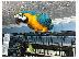 PoulaTo: Set ble kai kítrinou papagálou Macaw katá tin yiothétisi.