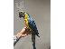 PoulaTo: Super Tame Blue & Gold Macaw παπαγάλος