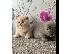 PoulaTo: lovely kittens