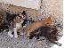 PoulaTo: Aegean Kittens για υιοθεσία.