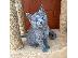 PoulaTo: Russia Blue Kittens For Sale