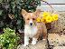 PoulaTo: Pembroke Welsh Corgi