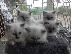 PoulaTo: birman x ragdoll