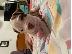 PoulaTo: pit bull