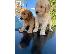 PoulaTo: Διαθέσιμα κουτάβια Goldendoodle