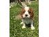PoulaTo: Cavalier King Charles Spaniel