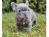 PoulaTo: Beautiful French bulldog Puppies