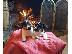 PoulaTo: Jack russell