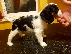 PoulaTo: Έχω τα κουτάβια Cavalier King Charles Spaniel προς πώληση.
