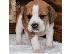 PoulaTo: Beabull Puppies