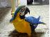 PoulaTo: Δύο μπλε και χρυσό Macaw με το κλουβί