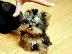 PoulaTo: Yorkie Puppies