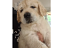 PoulaTo: Όμορφα κουτάβια Golden Retriever