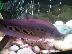 PoulaTo: clown knifefish