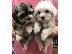 PoulaTo: Αναισθητοποίηση και φιλική υγιή Chow Chow Puppies