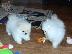 PoulaTo: pomeranian μωρά για υιοθεσία.