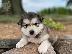 PoulaTo: Alaskan Malamute