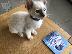 PoulaTo: Siamese Kittens