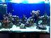PoulaTo: OPEN REEF 60lt