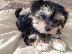 PoulaTo: Morkie