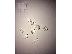 PoulaTo: Small Diamond Melee for SALE – Fancy Shaped Best Quality White Diamond Melee