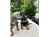 PoulaTo: Πωλούνται κουτάβια Doberman Pinscher