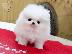 PoulaTo: Pomeranian spitz mini / Πομεράνιαν σπιτζ μίνι