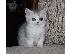 PoulaTo: Αξιολάτρευτα Munchkin Kittens