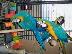 PoulaTo: Όμορφα μωρά Scarlet Macaw με κλουβί