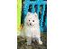 PoulaTo: Κουτάβια Samoyed προς Πώληση