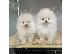 PoulaTo: Adorable Pomeranian puppy   WhatsApp at +31687270602